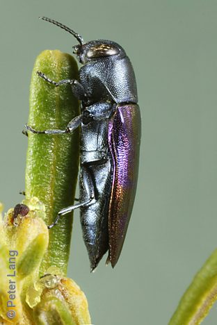 Melobasis splendida (Grey form), PL4114, female, on Beyeria lechenaultii, EP, 11.3 × 4.1 mm